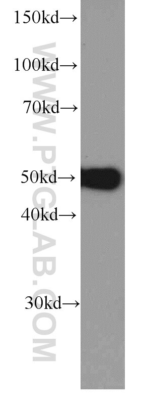 NAPRT1 Monoclonal antibody