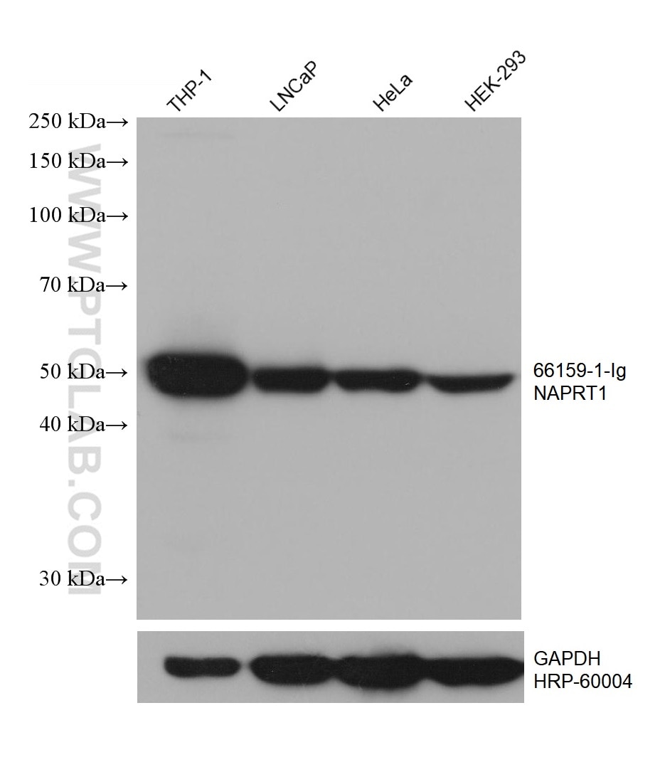 Western Blot (WB) analysis of various lysates using NAPRT1 Monoclonal antibody (66159-1-Ig)