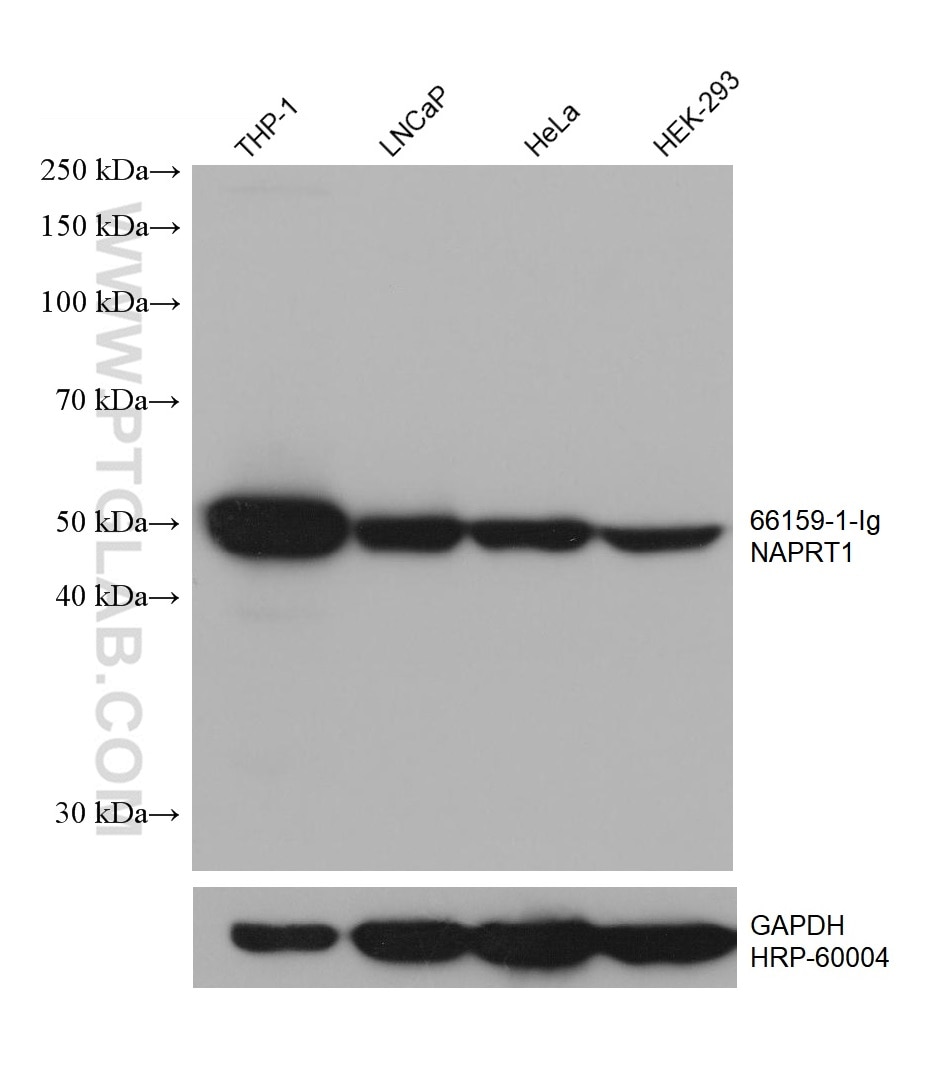 WB analysis using 66159-1-Ig