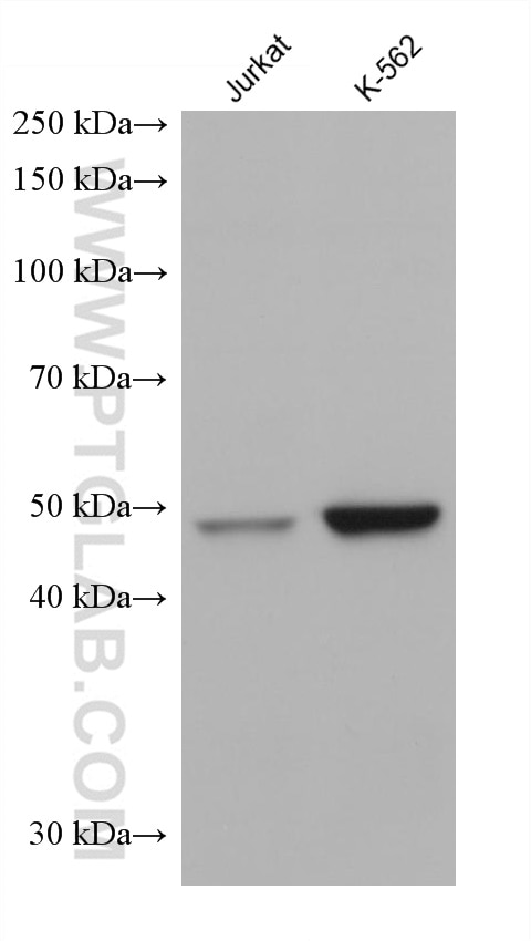 Western Blot (WB) analysis of various lysates using NAPRT1 Monoclonal antibody (66159-1-Ig)