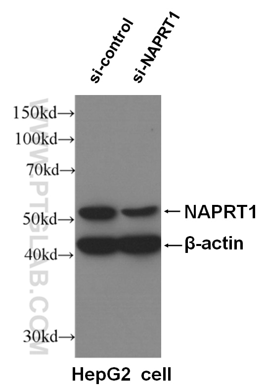 WB analysis of HepG2 cells using 66159-1-Ig