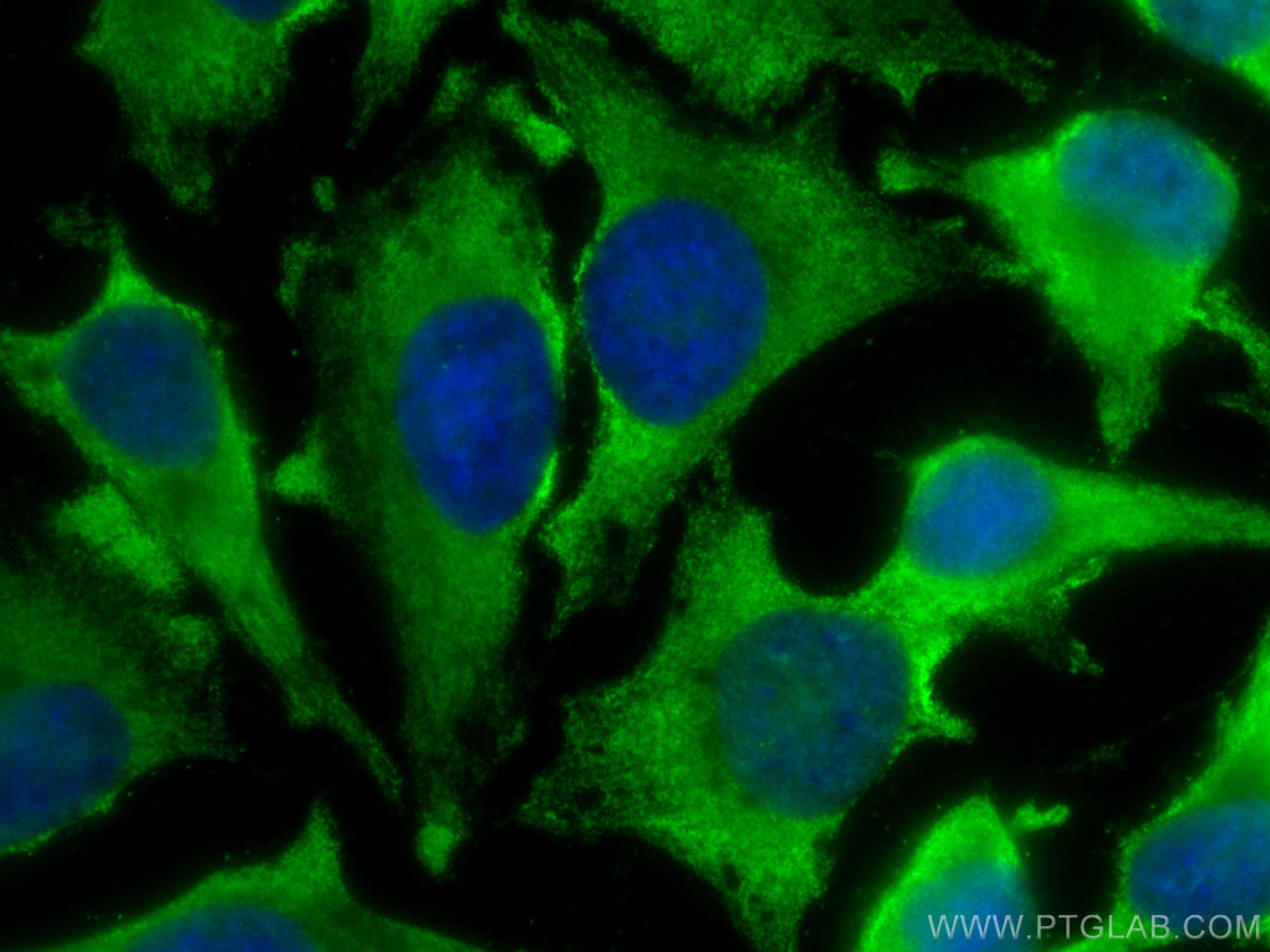 IF Staining of HeLa using CL488-66159