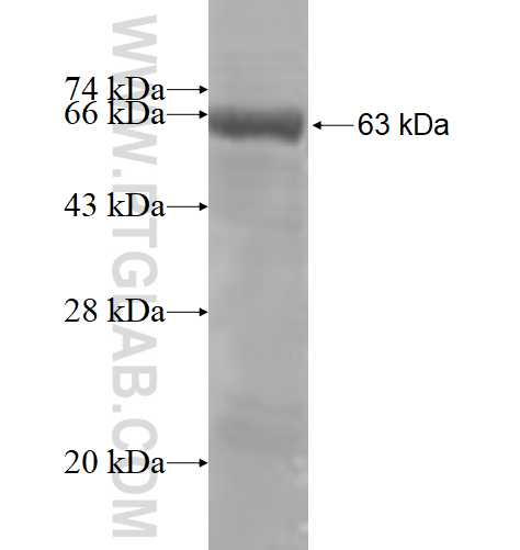 NAPRT1 fusion protein Ag4265 SDS-PAGE