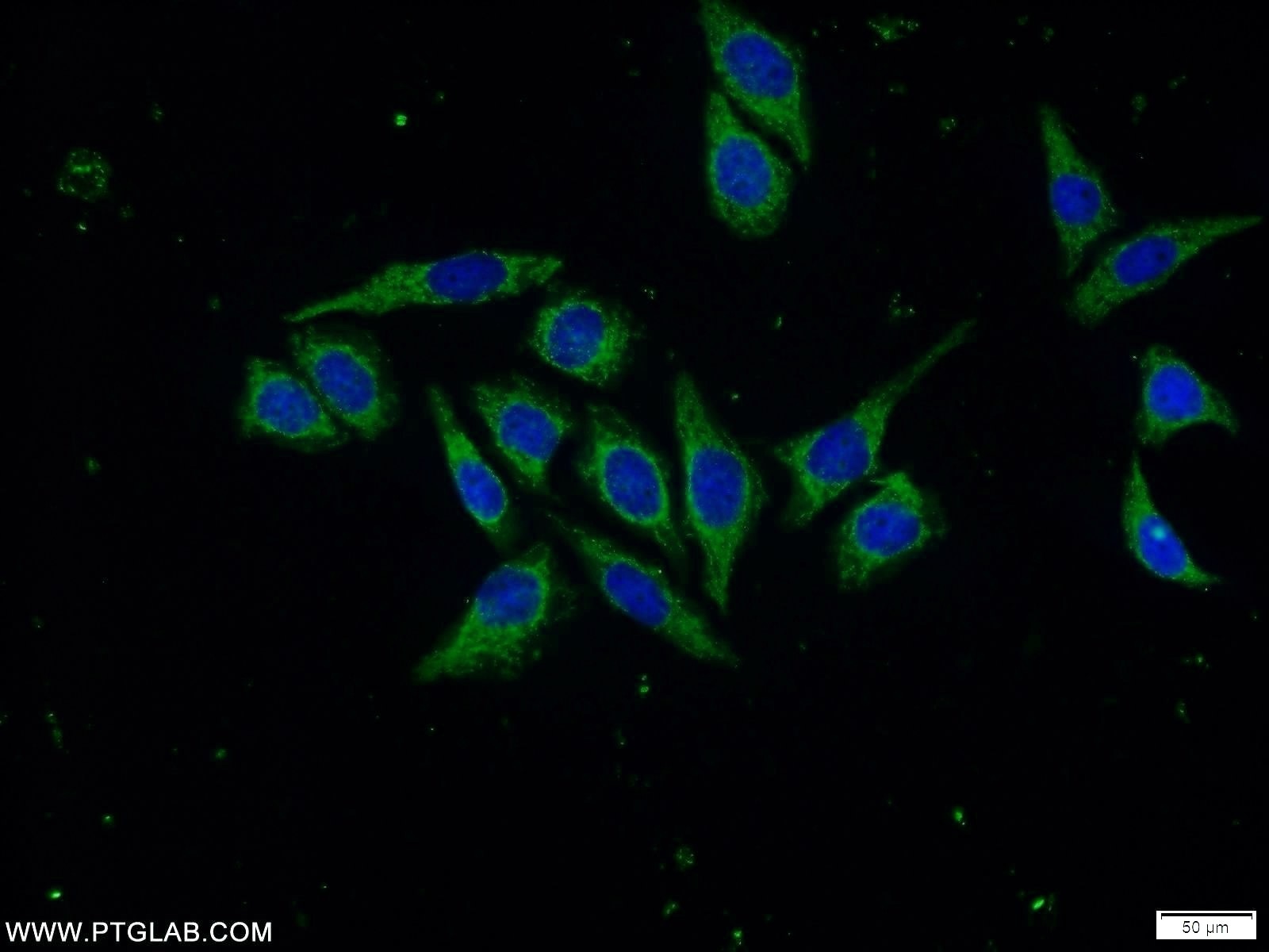 Immunofluorescence (IF) / fluorescent staining of PC-3 cells using Napsin A Polyclonal antibody (16558-1-AP)