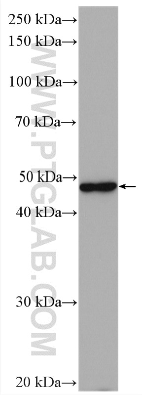 Western Blot (WB) analysis of mouse lung tissue using Napsin A Polyclonal antibody (16558-1-AP)