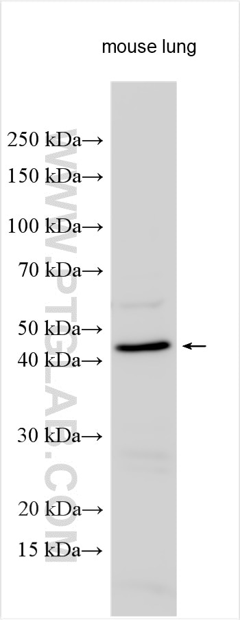 Western Blot (WB) analysis of mouse lung tissue using Napsin A Polyclonal antibody (16558-1-AP)