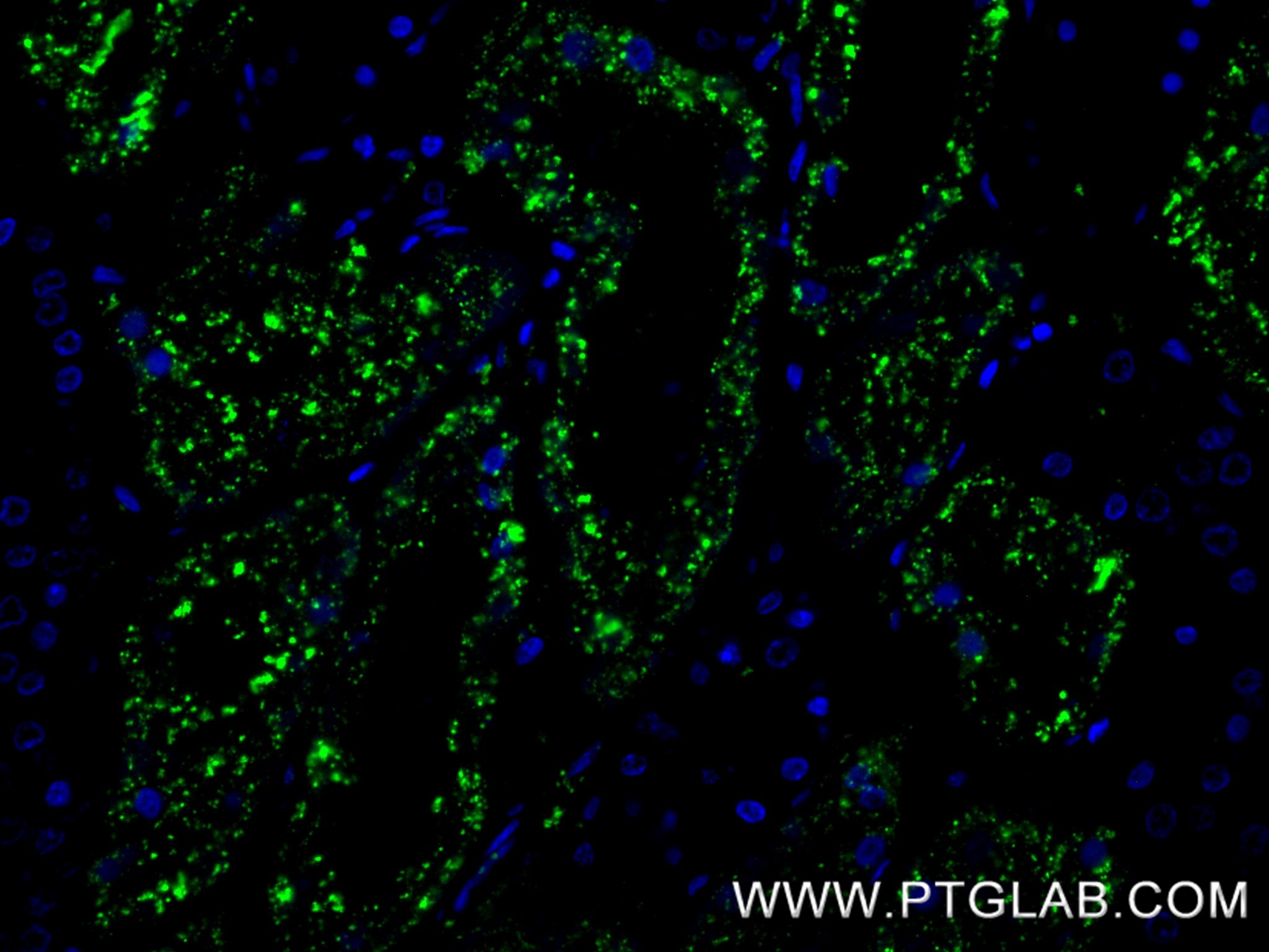 Immunofluorescence (IF) / fluorescent staining of human kidney tissue using Napsin A Recombinant monoclonal antibody (86052-4-RR)
