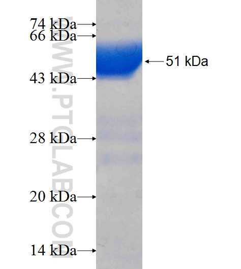 NAPSA fusion protein Ag9721 SDS-PAGE
