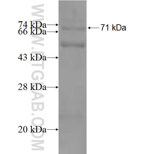 NAPSA fusion protein Ag9786 SDS-PAGE