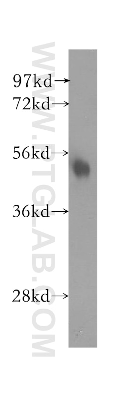 Western Blot (WB) analysis of human liver tissue using NARF Polyclonal antibody (12173-1-AP)