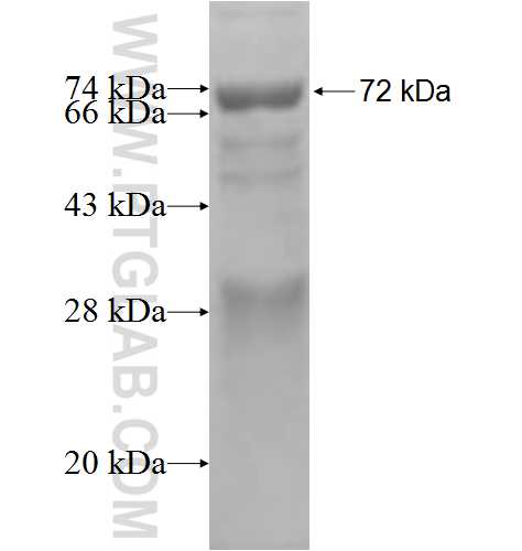 NARF fusion protein Ag2816 SDS-PAGE