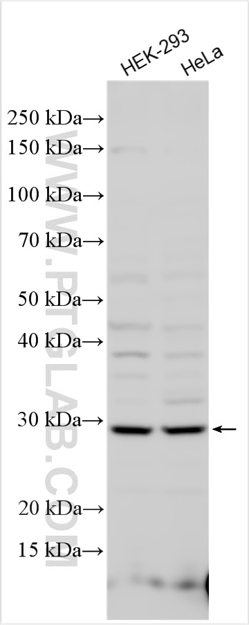 Western Blot (WB) analysis of various lysates using NARFL Polyclonal antibody (13652-1-AP)