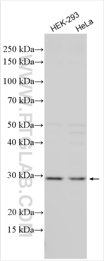 Western Blot (WB) analysis of various lysates using NARFL-Specific Polyclonal antibody (20209-1-AP)
