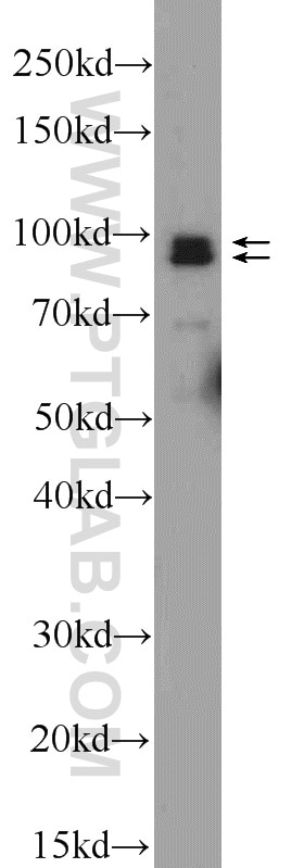 WB analysis of HEK-293 using 23845-1-AP