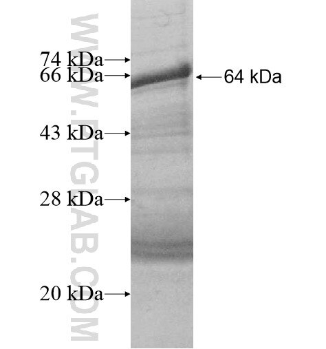 NARG1 fusion protein Ag13679 SDS-PAGE