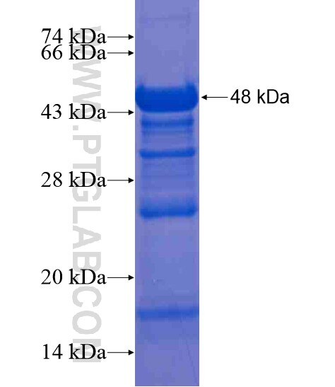 NARG1 fusion protein Ag20842 SDS-PAGE