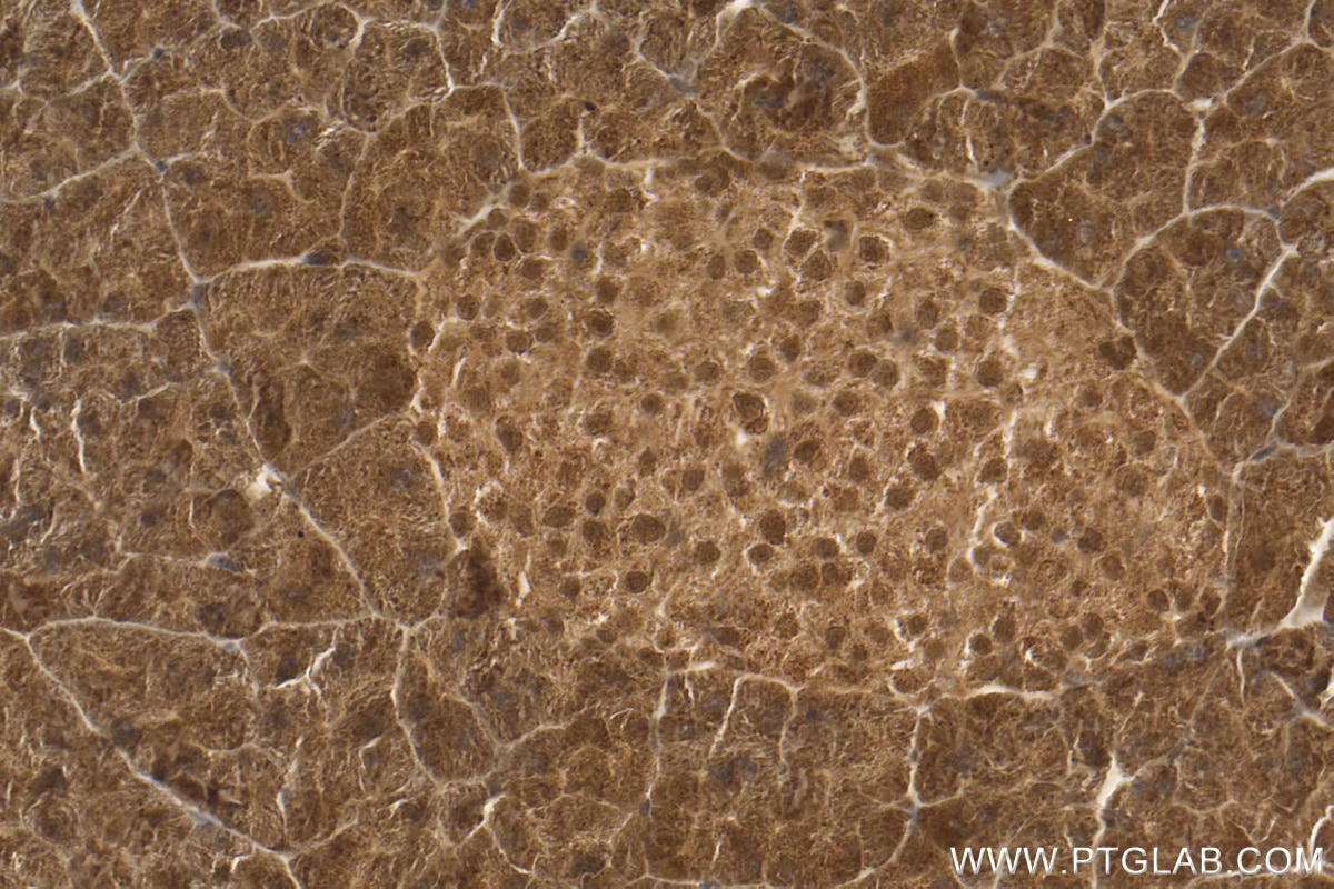 Immunohistochemistry (IHC) staining of mouse pancreas tissue using NARG1L Polyclonal antibody (17427-1-AP)