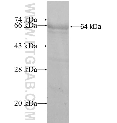 NARG1L fusion protein Ag11492 SDS-PAGE