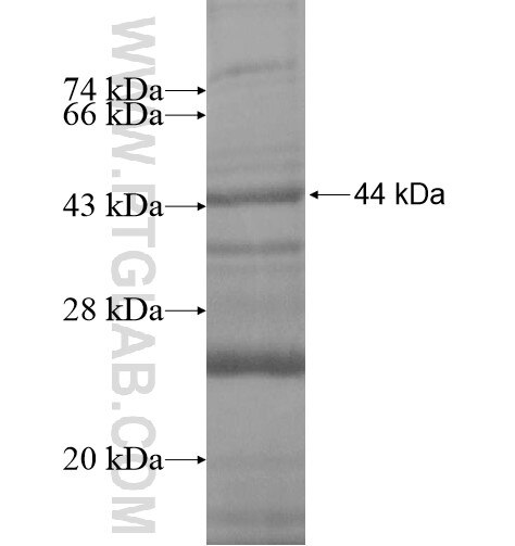 NARG1L fusion protein Ag11547 SDS-PAGE