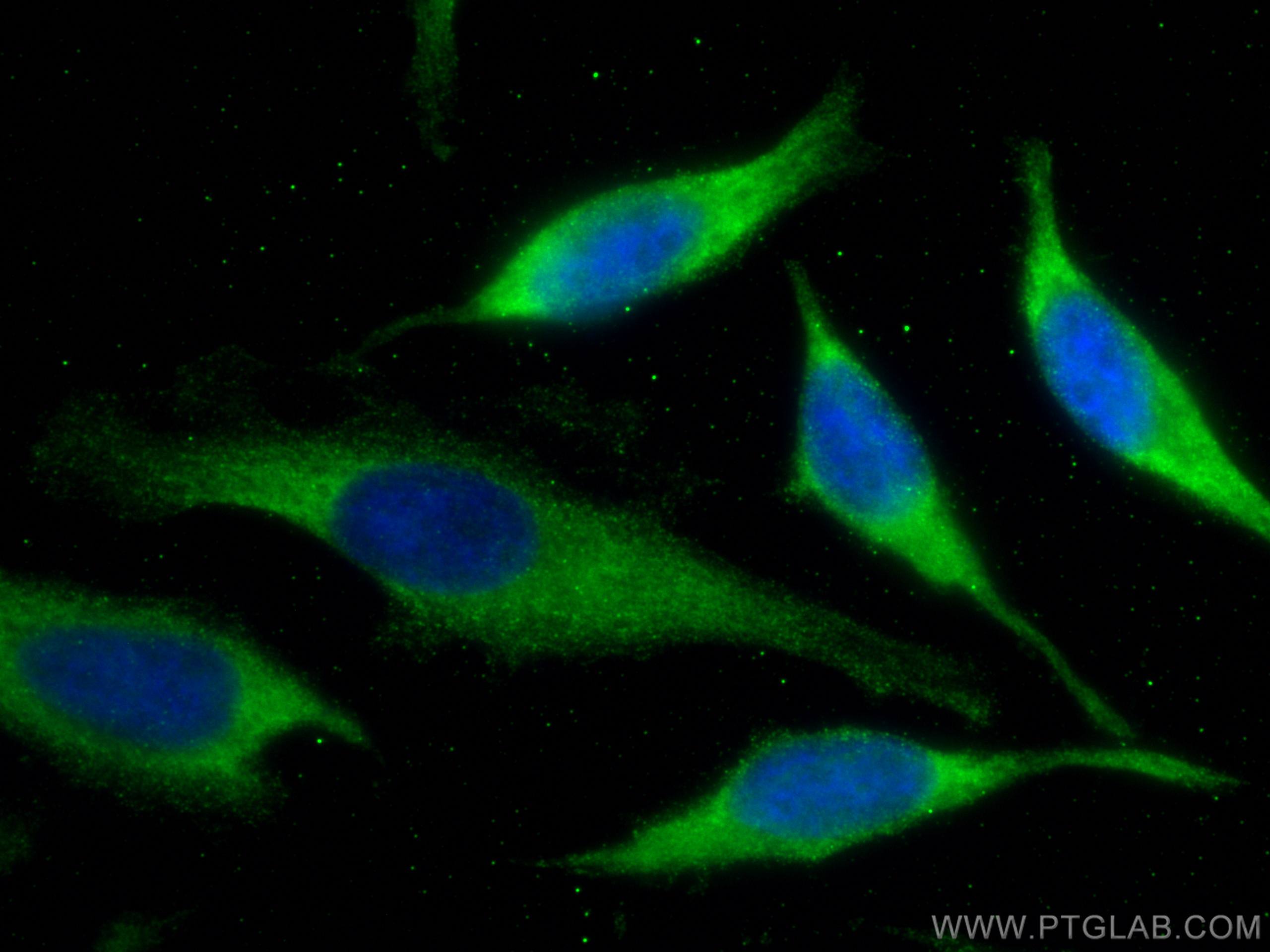 Immunofluorescence (IF) / fluorescent staining of HeLa cells using NARS Monoclonal antibody (67711-1-Ig)