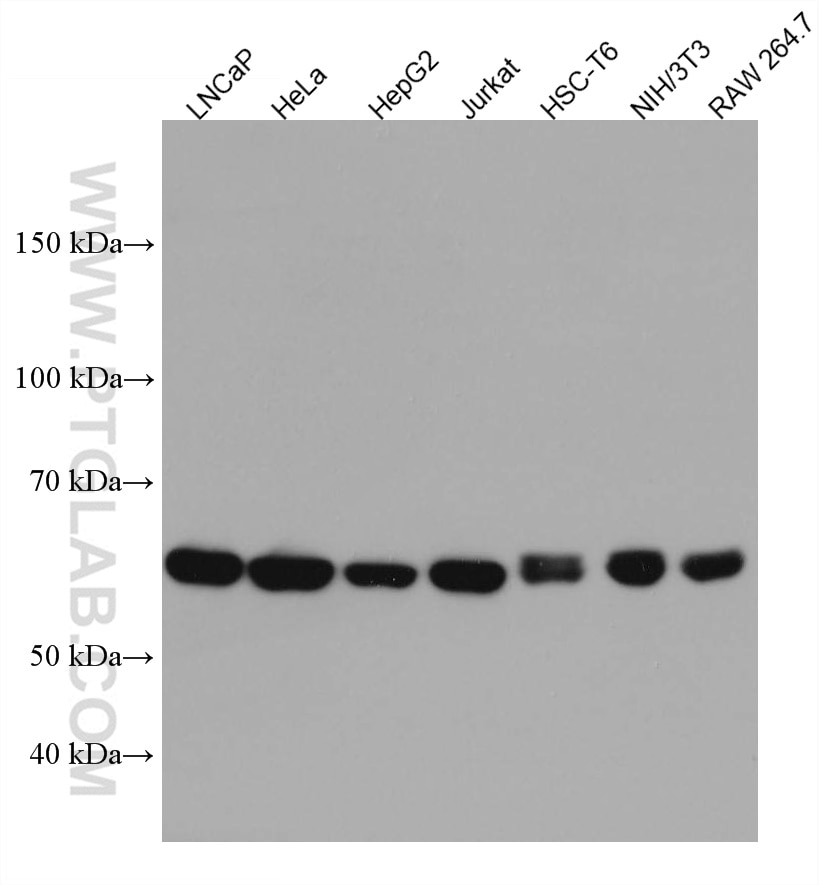 Western Blot (WB) analysis of various lysates using NARS Monoclonal antibody (67711-1-Ig)