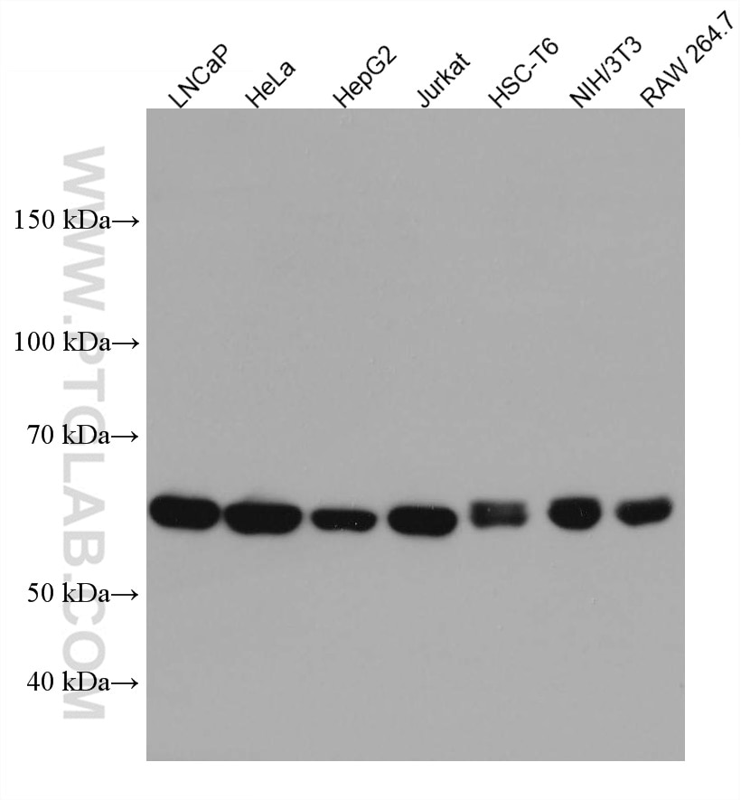 WB analysis using 67711-1-Ig