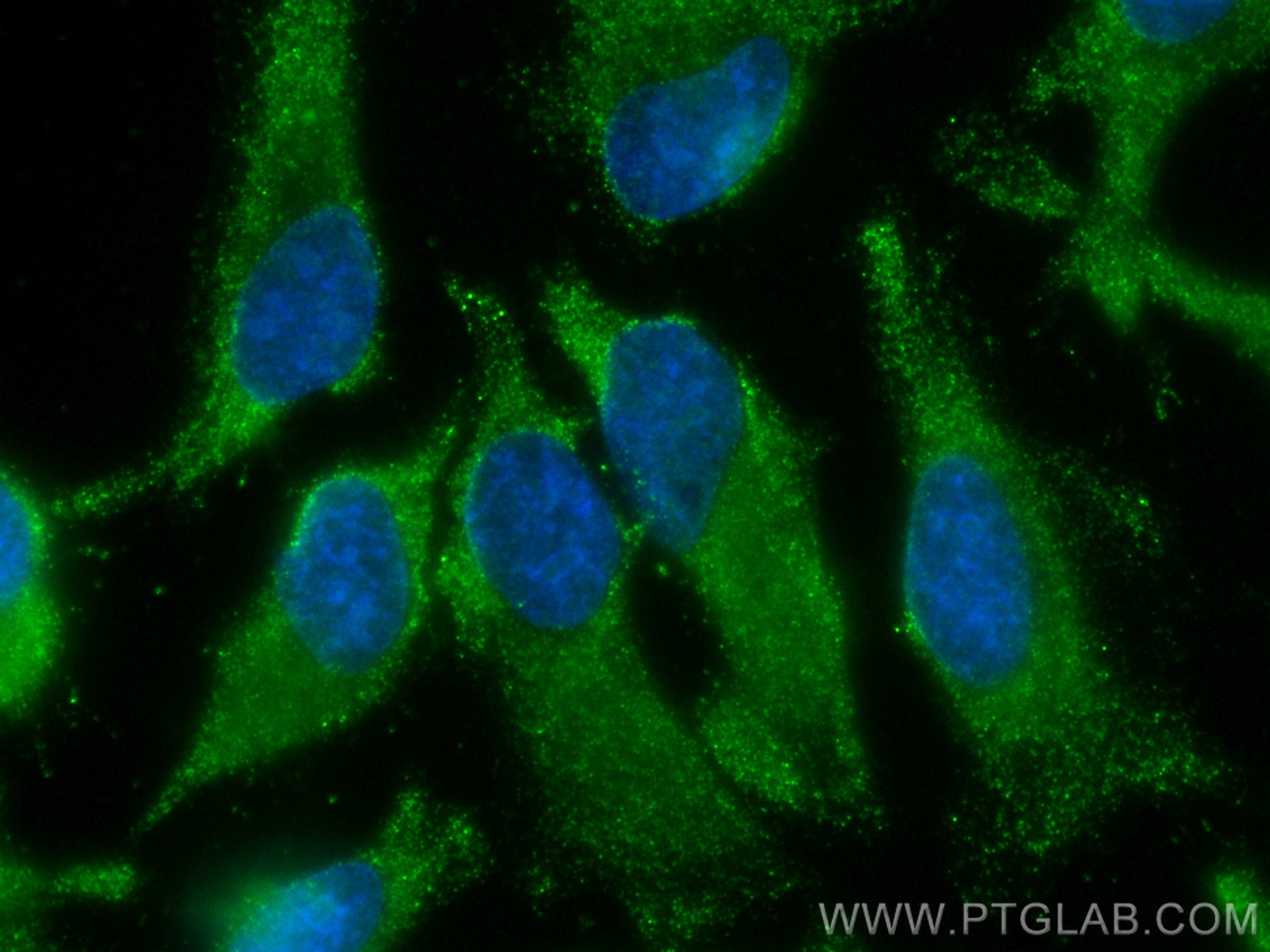 Immunofluorescence (IF) / fluorescent staining of HeLa cells using CoraLite® Plus 488-conjugated NARS Monoclonal anti (CL488-67711)