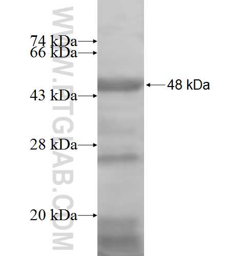 NARS fusion protein Ag6777 SDS-PAGE