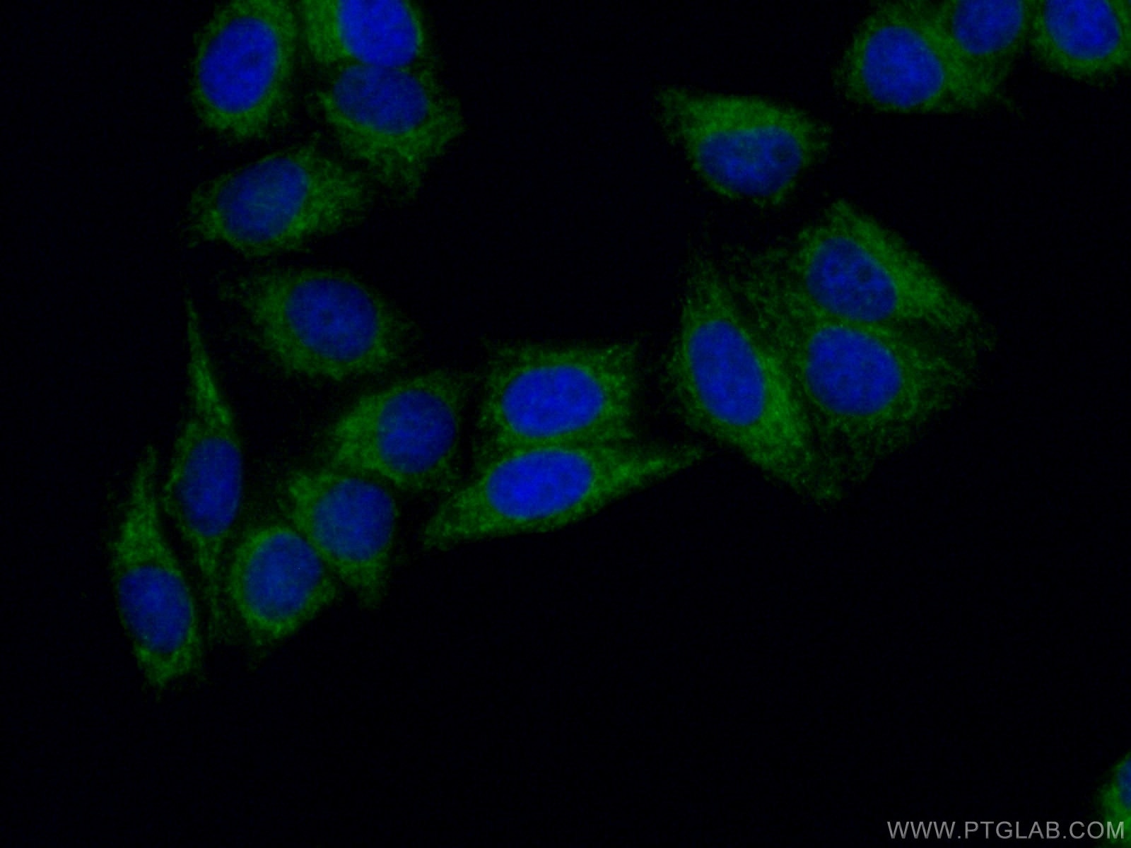 IF Staining of HepG2 using 15714-1-AP