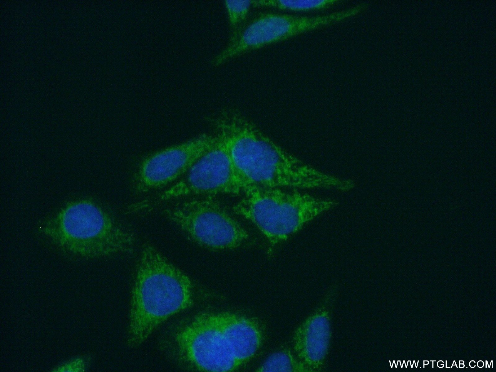 Immunofluorescence (IF) / fluorescent staining of HepG2 cells using NARS2 Polyclonal antibody (15714-1-AP)
