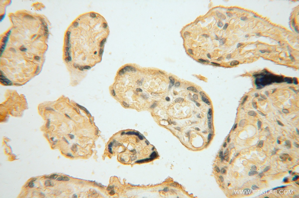 IHC staining of human placenta using 15714-1-AP
