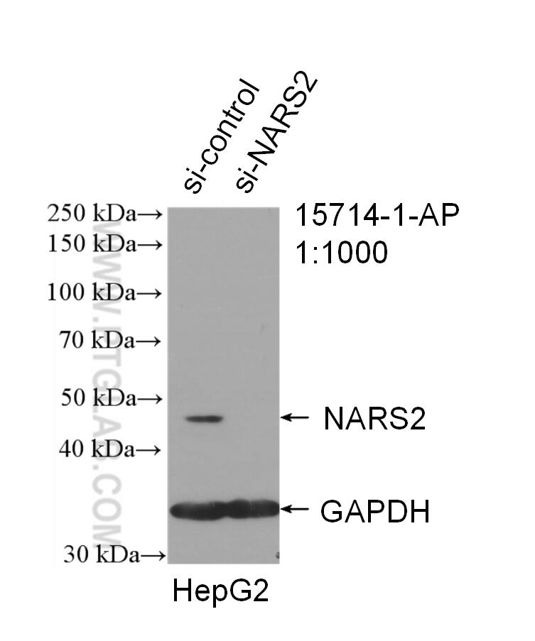 Western Blot (WB) analysis of HepG2 cells using NARS2 Polyclonal antibody (15714-1-AP)