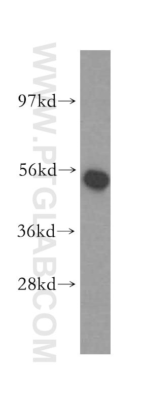 Western Blot (WB) analysis of human liver tissue using NARS2 Polyclonal antibody (15714-1-AP)