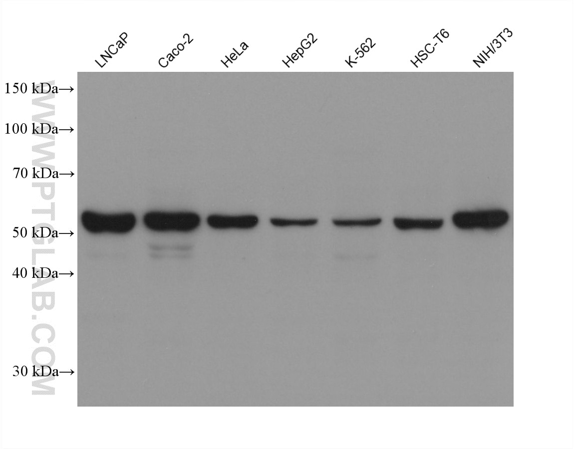 Western Blot (WB) analysis of various lysates using NARS2 Monoclonal antibody (60487-7-Ig)
