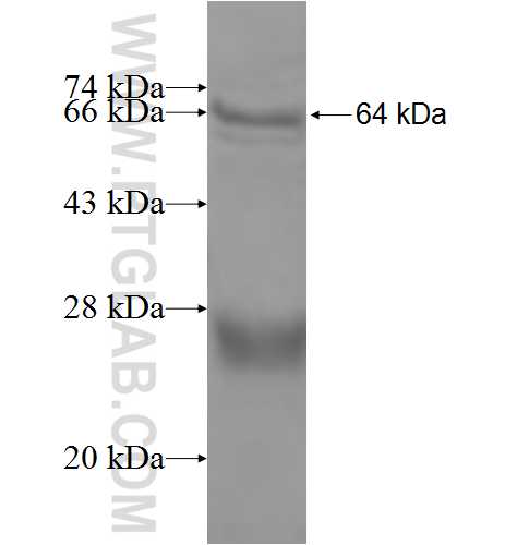 NARS2 fusion protein Ag8345 SDS-PAGE