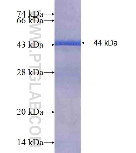 NARS2 fusion protein Ag9326 SDS-PAGE