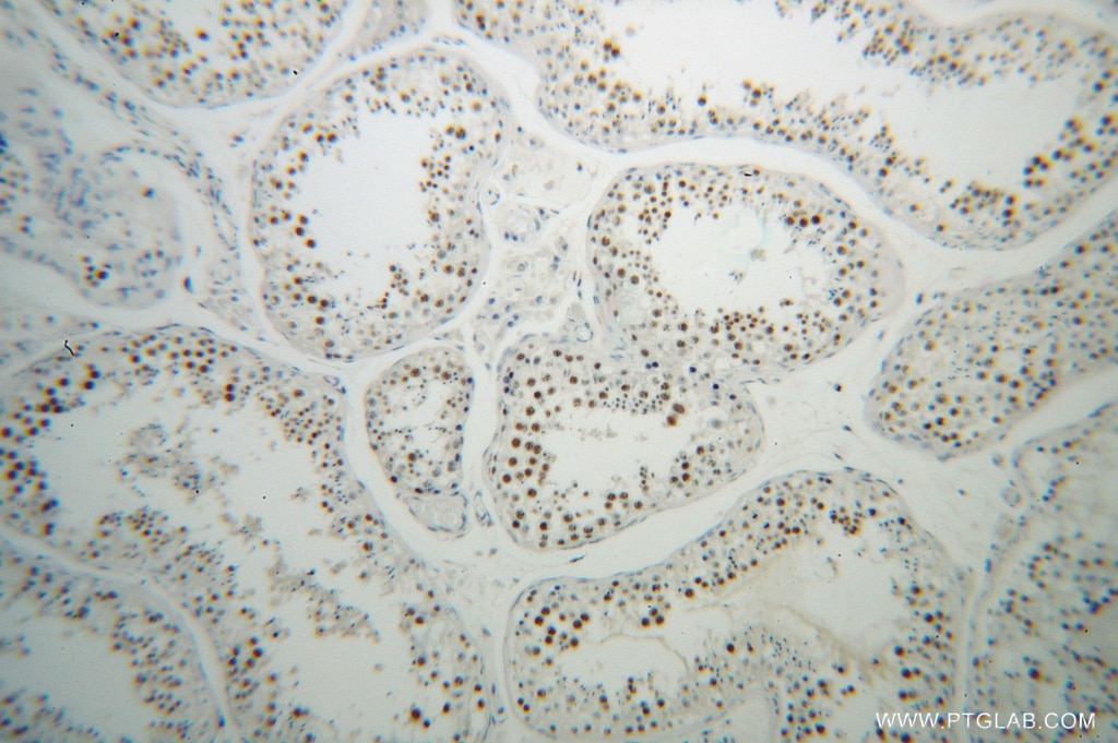 Immunohistochemistry (IHC) staining of human testis tissue using NASP Polyclonal antibody (11323-1-AP)