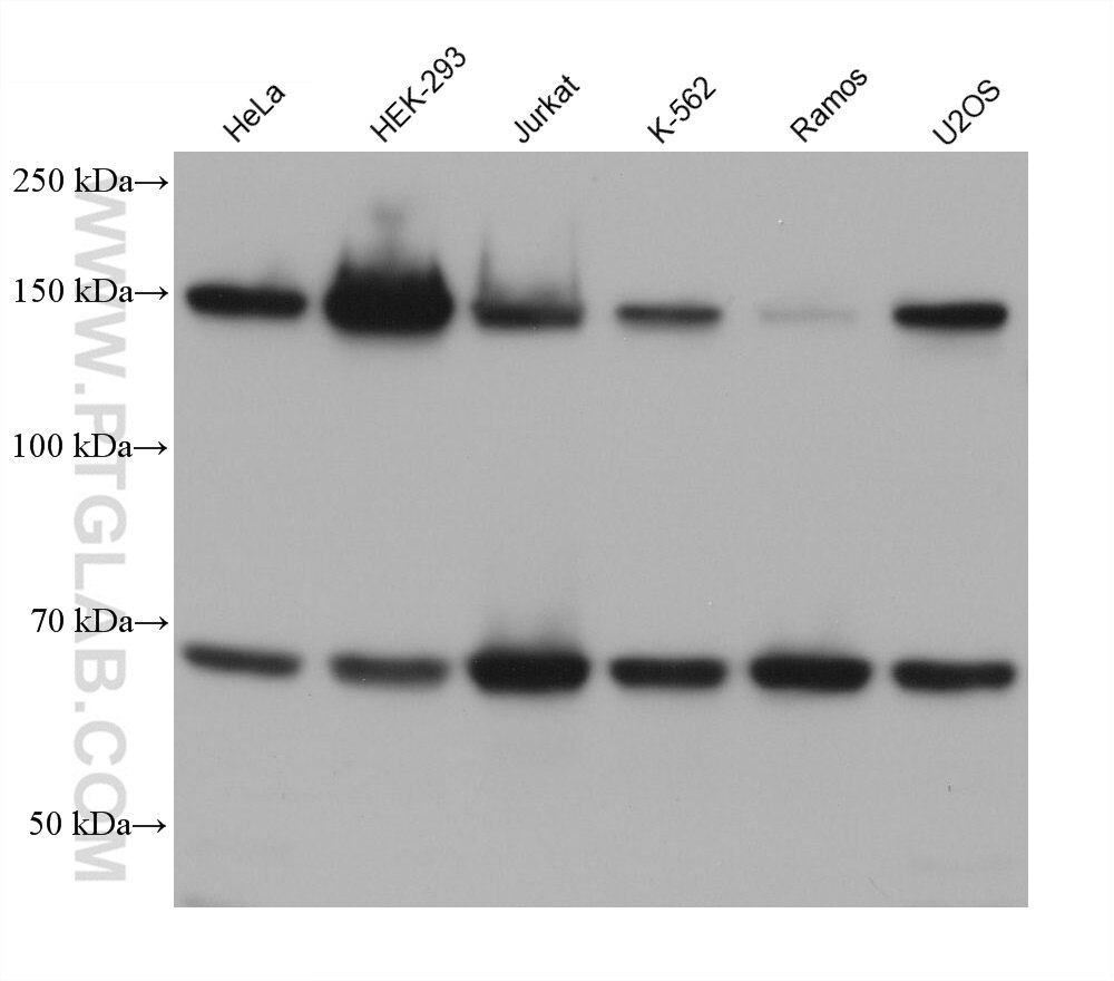 WB analysis using 68710-1-Ig