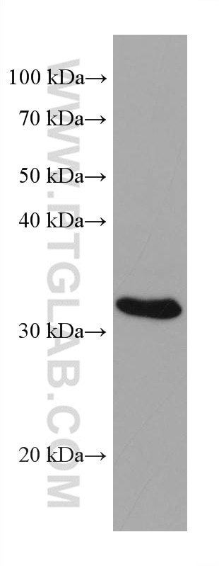 Western Blot (WB) analysis of Caco-2 cells using NAT1 Monoclonal antibody (67942-1-Ig)