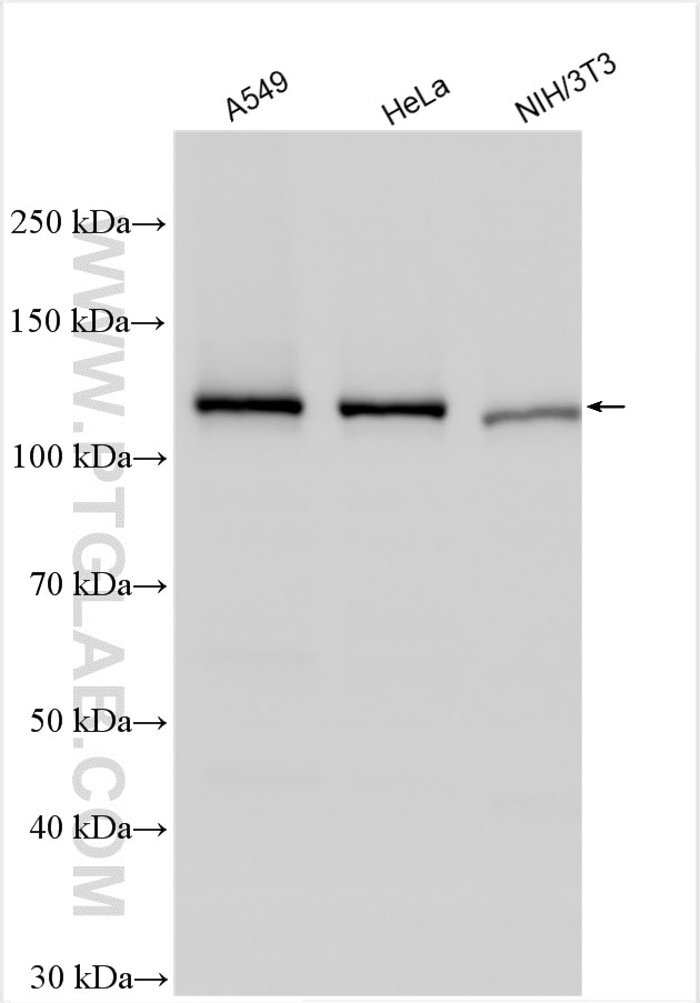 Western Blot (WB) analysis of various lysates using NAT10 Polyclonal antibody (13365-1-AP)
