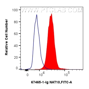 FC experiment of HeLa using 67465-1-Ig (same clone as 67465-1-PBS) Flow cytometry (FC) experiment of HeLa cells using NAT10 Monoclonal antibody (67465-1-Ig)