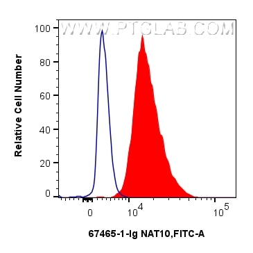 FC experiment of NIH/3T3 using 67465-1-Ig (same clone as 67465-1-PBS) Flow cytometry (FC) experiment of NIH/3T3 cells using NAT10 Monoclonal antibody (67465-1-Ig)