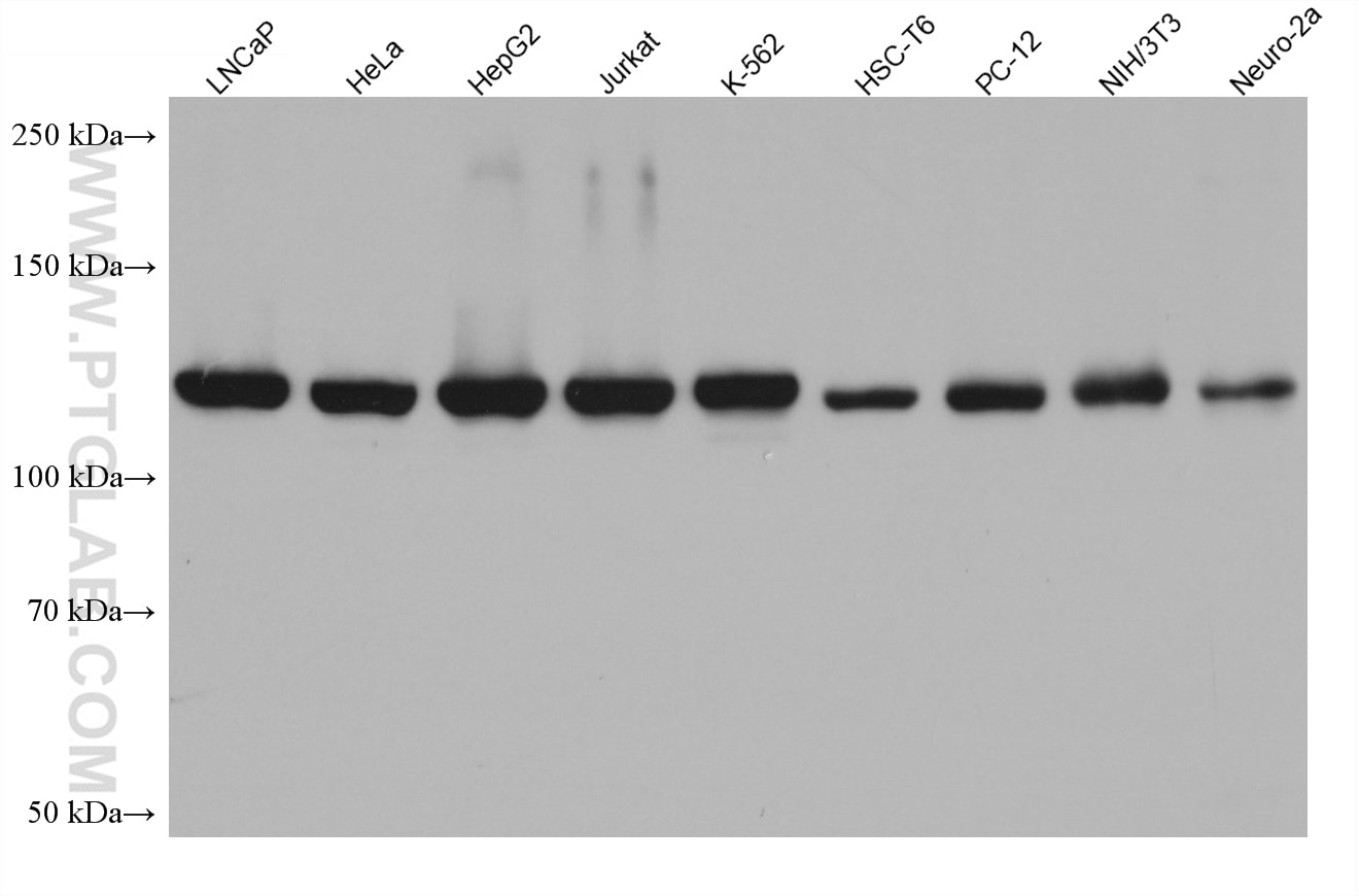 Western Blot (WB) analysis of various lysates using NAT10 Monoclonal antibody (67465-1-Ig)
