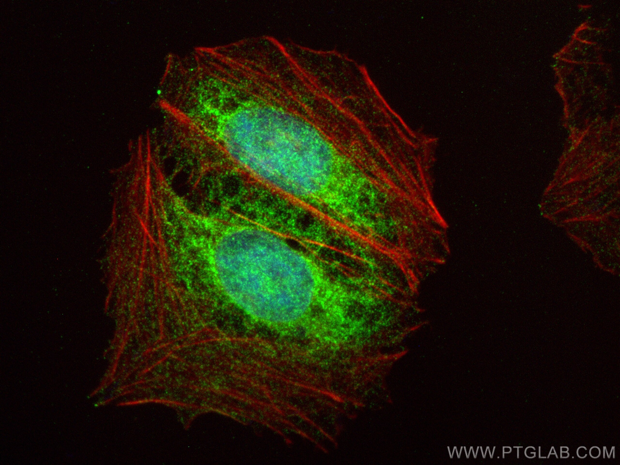Immunofluorescence (IF) / fluorescent staining of U2OS cells using NAA40 Polyclonal antibody (16698-1-AP)