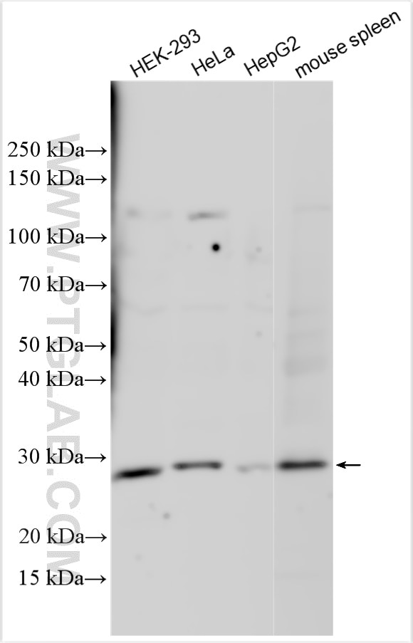 Western Blot (WB) analysis of various lysates using NAA40 Polyclonal antibody (16698-1-AP)
