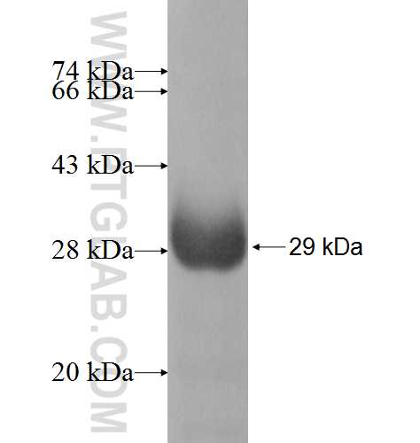 NAT11 fusion protein Ag10041 SDS-PAGE