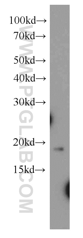 Western Blot (WB) analysis of K-562 cells using NAT13 Polyclonal antibody (16120-1-AP)