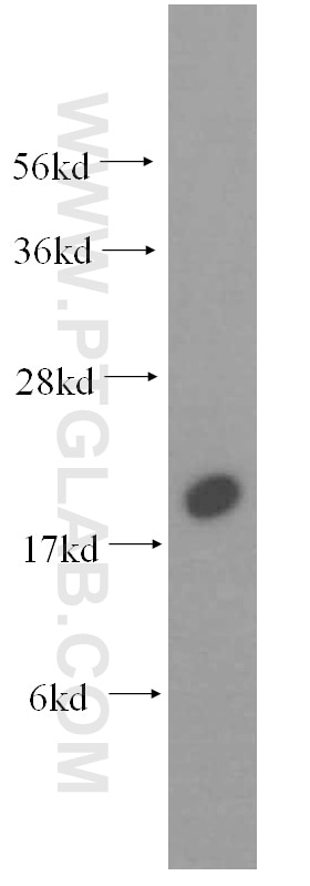 Western Blot (WB) analysis of K-562 cells using NAT13 Polyclonal antibody (16120-1-AP)