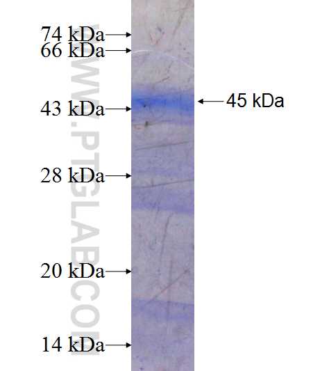 NAT13 fusion protein Ag9075 SDS-PAGE