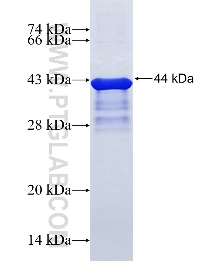 NAT14 fusion protein Ag3457 SDS-PAGE